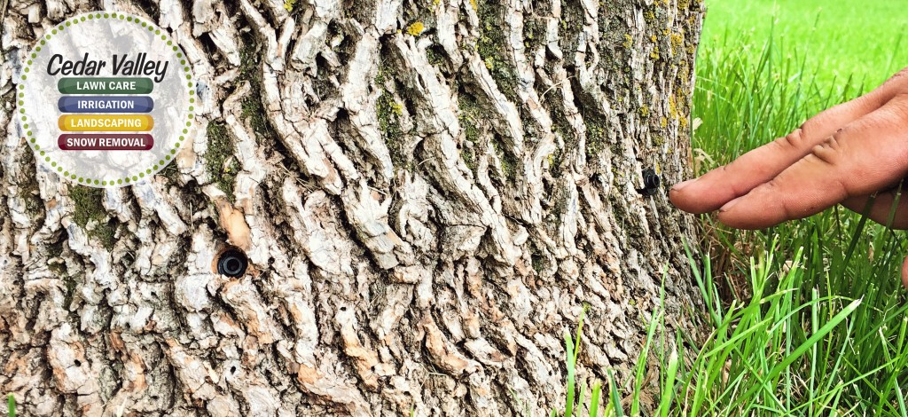 Emerald Ash Borer CVLC 02