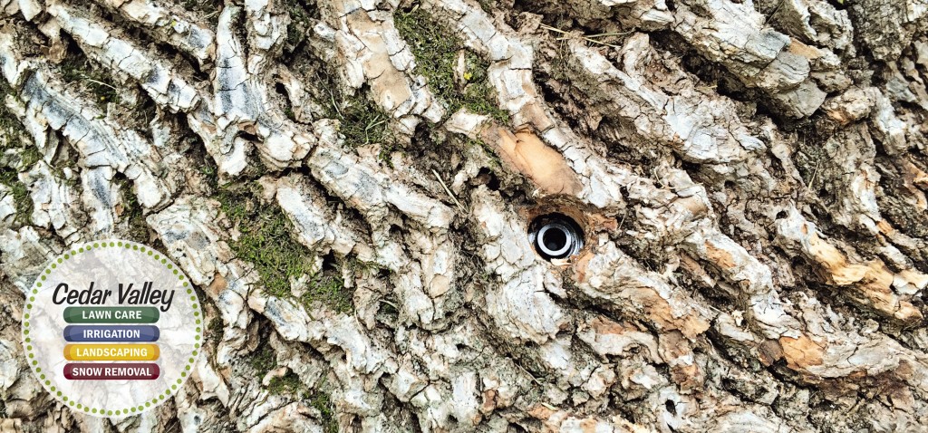 Emerald Ash Borer CVLC 03