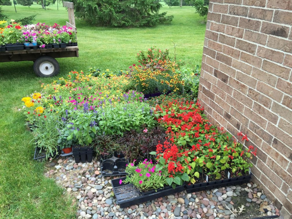 flower selection 2