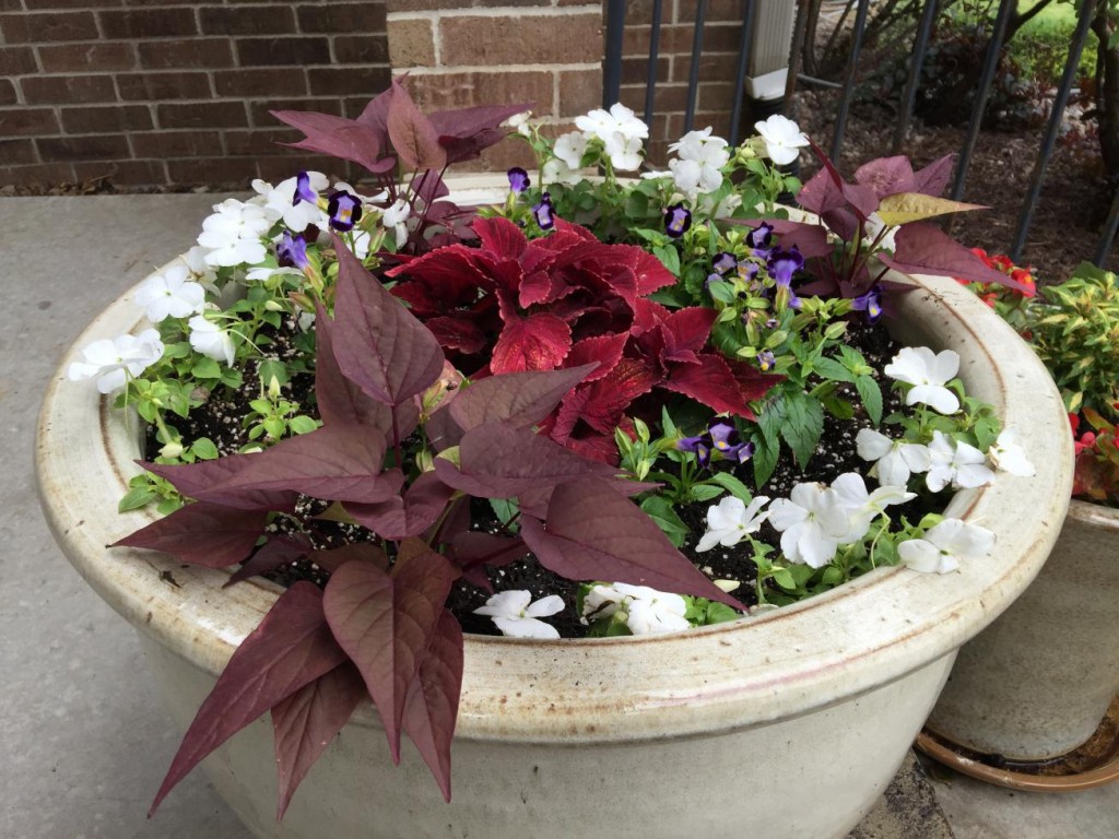 porch flowers single pot