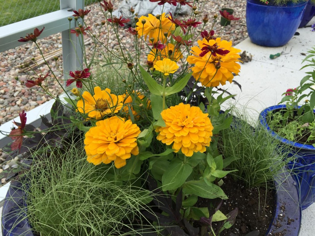 yellow flowers